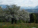 Apfelbäume